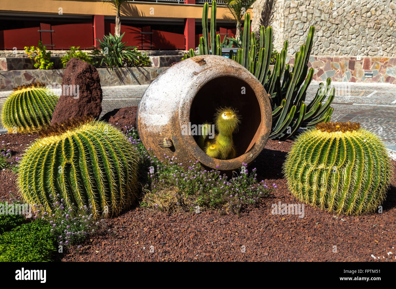 Cactus dans l'Amphora Banque D'Images