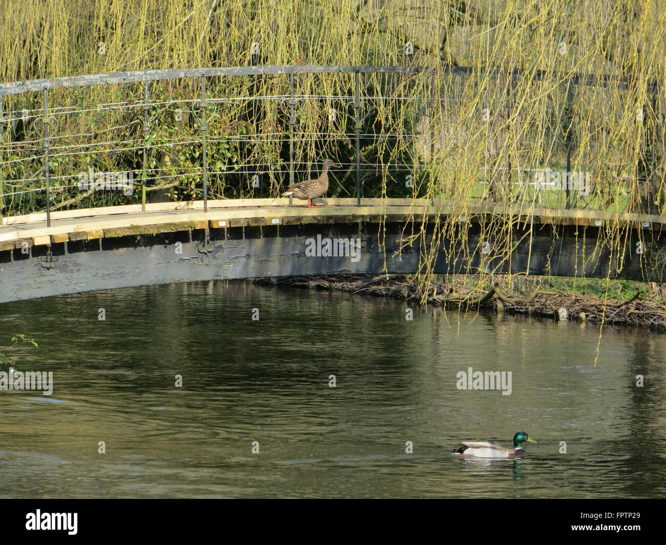 Un canard prend la manière facile de l'autre côté de la rivière Test en passerelle ! Banque D'Images