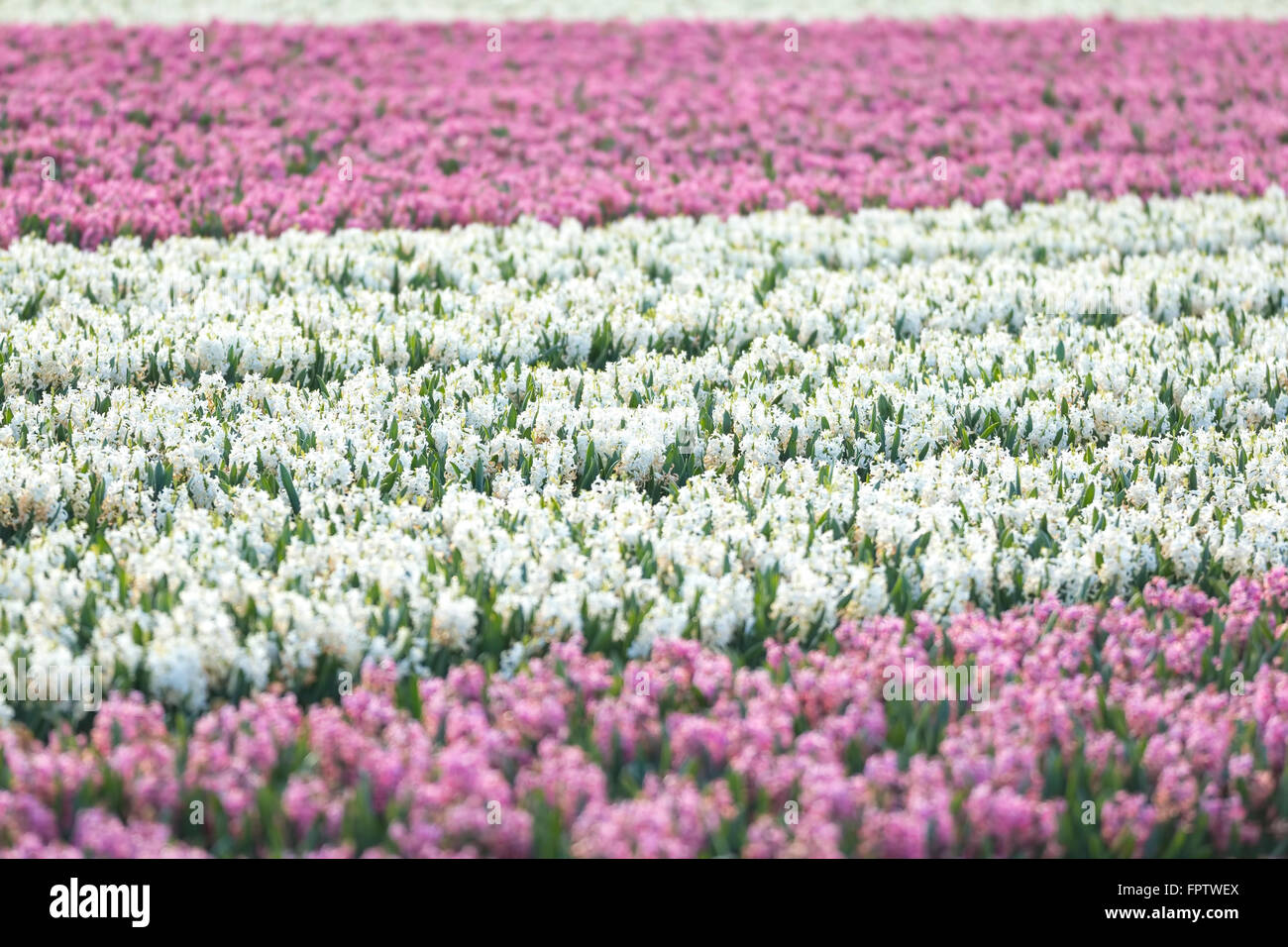 Des rangées de blancs néerlandais et Jacinthe rose fleurs dans un champ de fleurs aux Pays-Bas à la lumière du soleil en fleurs Banque D'Images