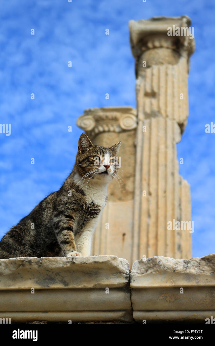 Chat assis sur un pilier dans la ville antique d'Éphèse avec colonnes romaines dans l'arrière-plan Banque D'Images