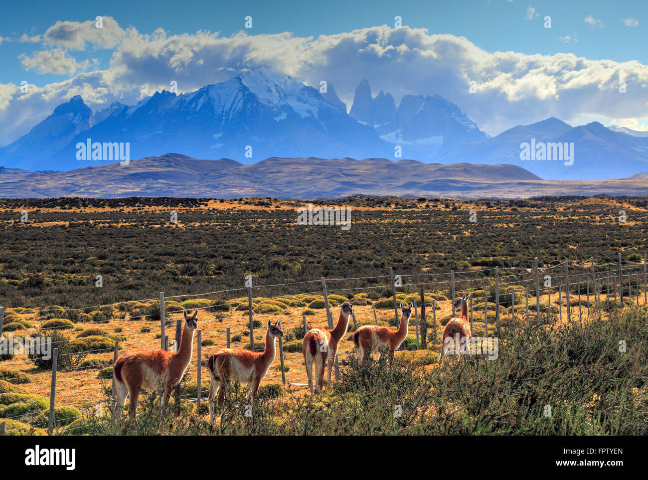Guanacos dans le Parc National Torres del Paine, Chili Banque D'Images