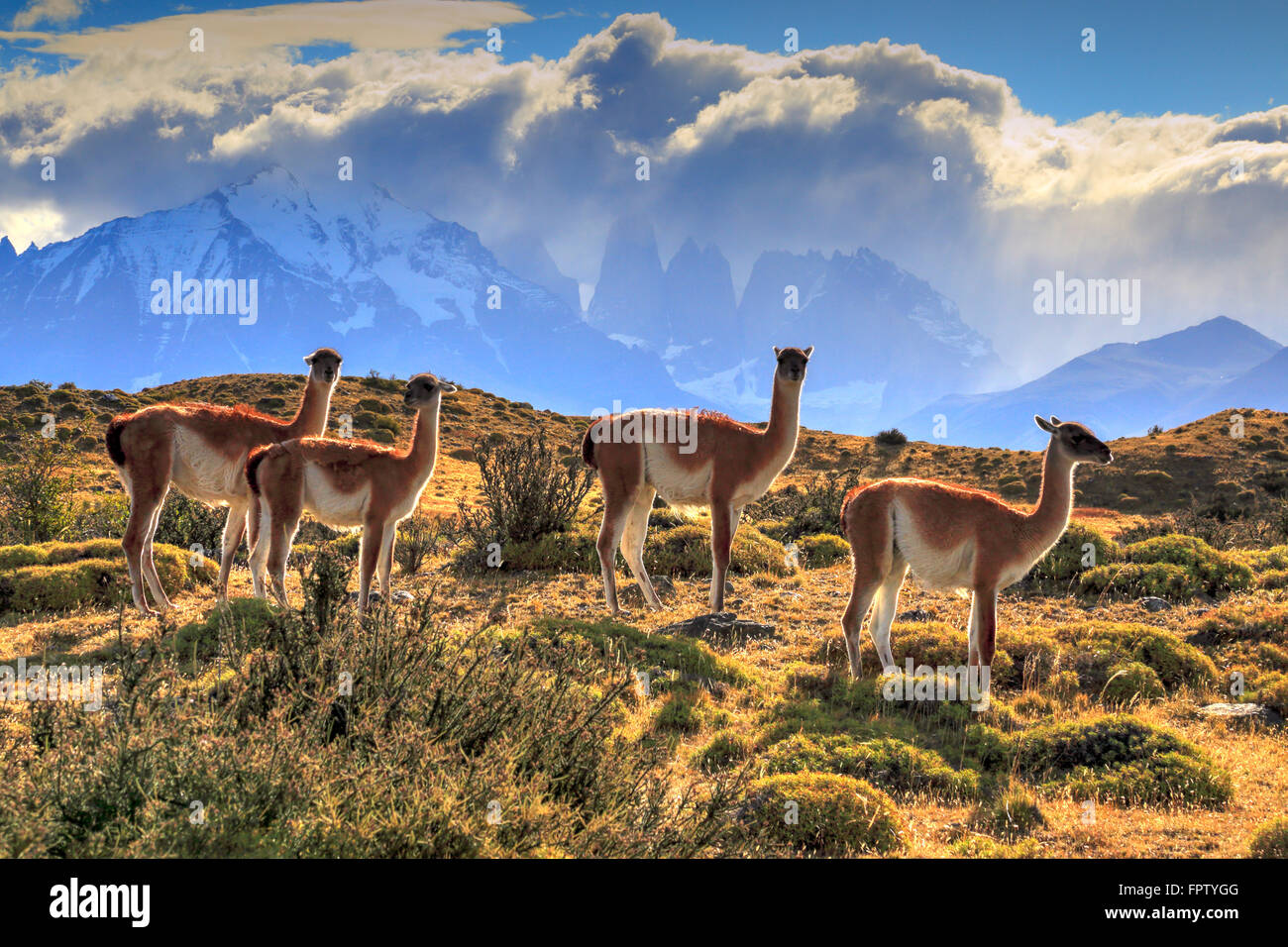 Guanacos dans le Parc National Torres del Paine, Chili Banque D'Images