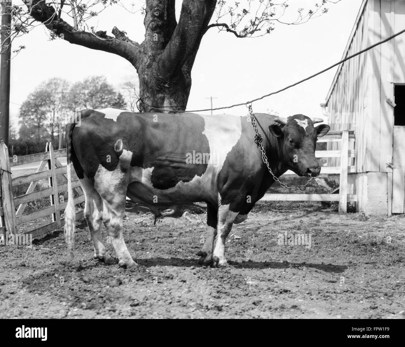 Années 1920, BULL FERME HOLSTEIN SUR LOOKING AT CAMERA Banque D'Images