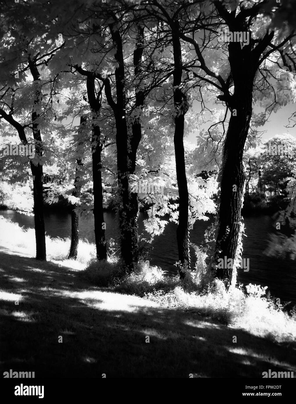 Beau paysage arbres avec rétroéclairage brillant soleil CRÉENT DES OMBRES SUR UN APRÈS-MIDI de l'AUTOMNE LA FIN DE L'ÉTÉ Banque D'Images