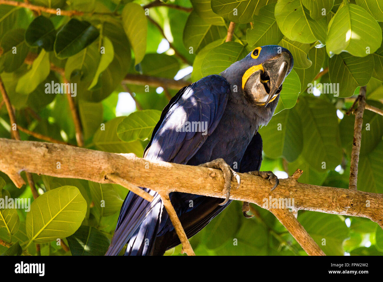 Anodorhynchus hyacinthinus Macao (Jacinthe), Porto Jofre, Nord Pantanal, Brésil Banque D'Images