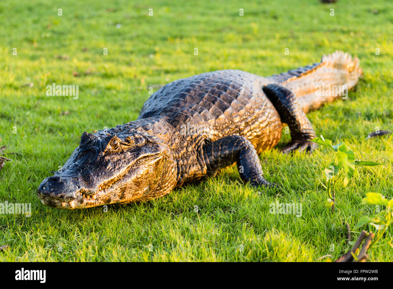 Caïman Noir (Caiman Crocodylus), Porto Jofre, Nord Pantanal, Brésil Banque D'Images