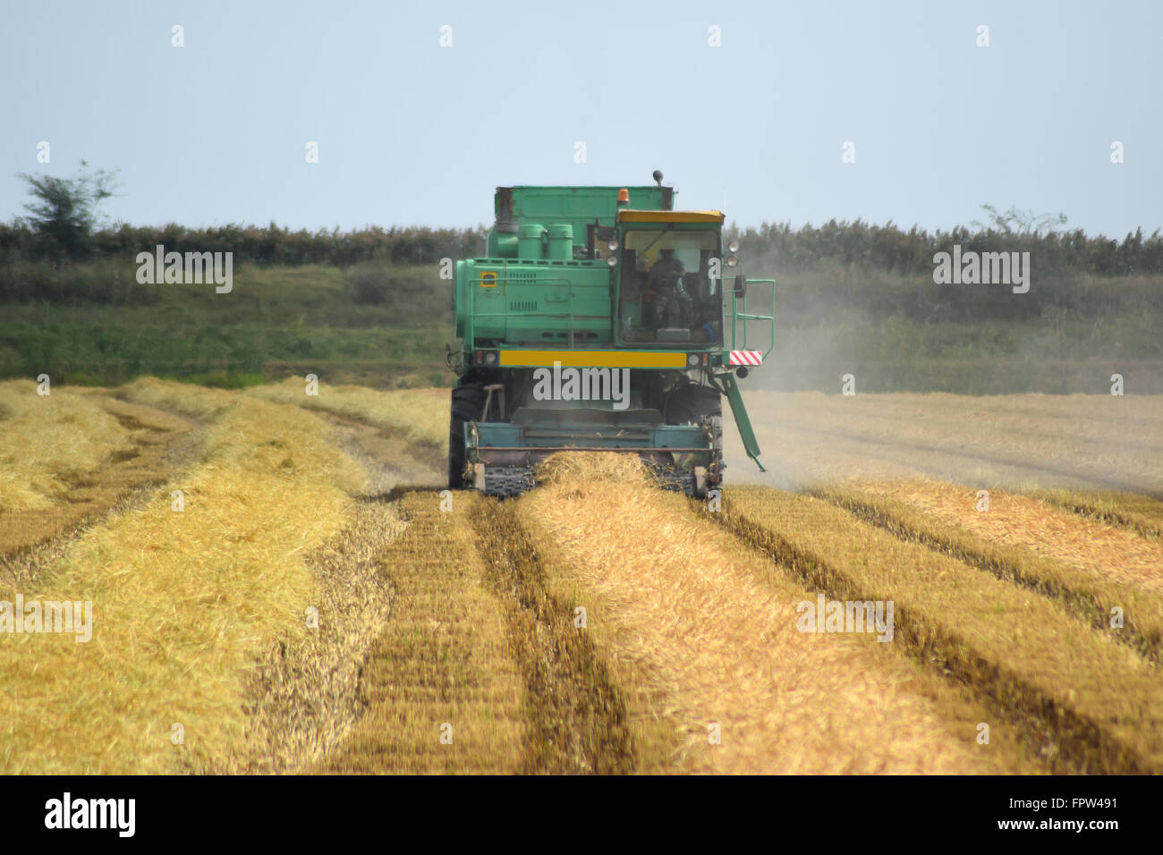 Battage du riz en pente de collecte. La récolte des machines agricoles sur le terrain. Kombain collector. Banque D'Images