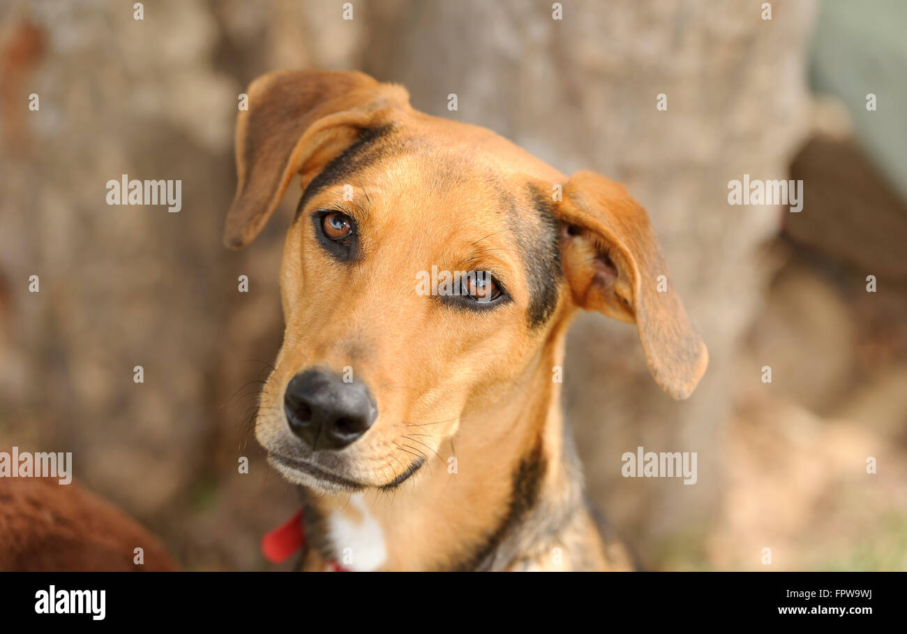 Curieux chien est un joli chien à l'extérieur en vous regardant avec ses beaux yeux bruns. Banque D'Images