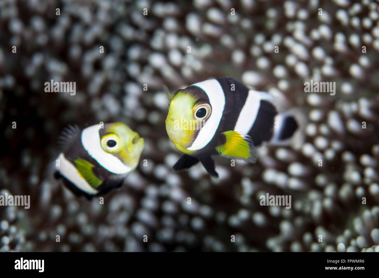 Une paire de jeunes saddleback poisson clown (Amphiprion polymnus) nager près des tentacules de leur anémone hôte en Indonésie. Banque D'Images