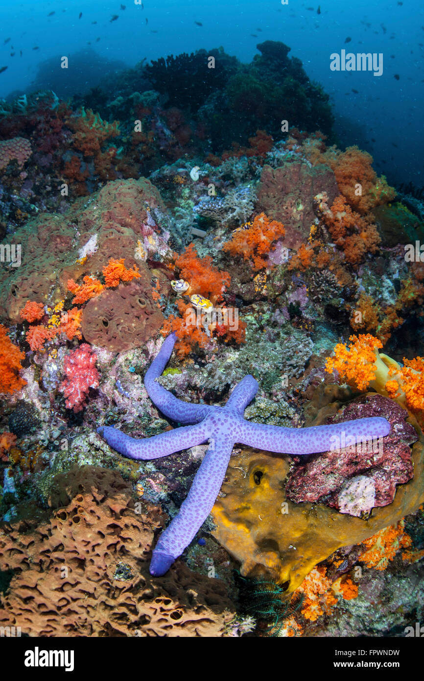 Une belle étoile de mer (Linckia laevigata) fixe sur un récif en Indonésie. Cette région tropicale, dans le Triangle de Corail, Banque D'Images