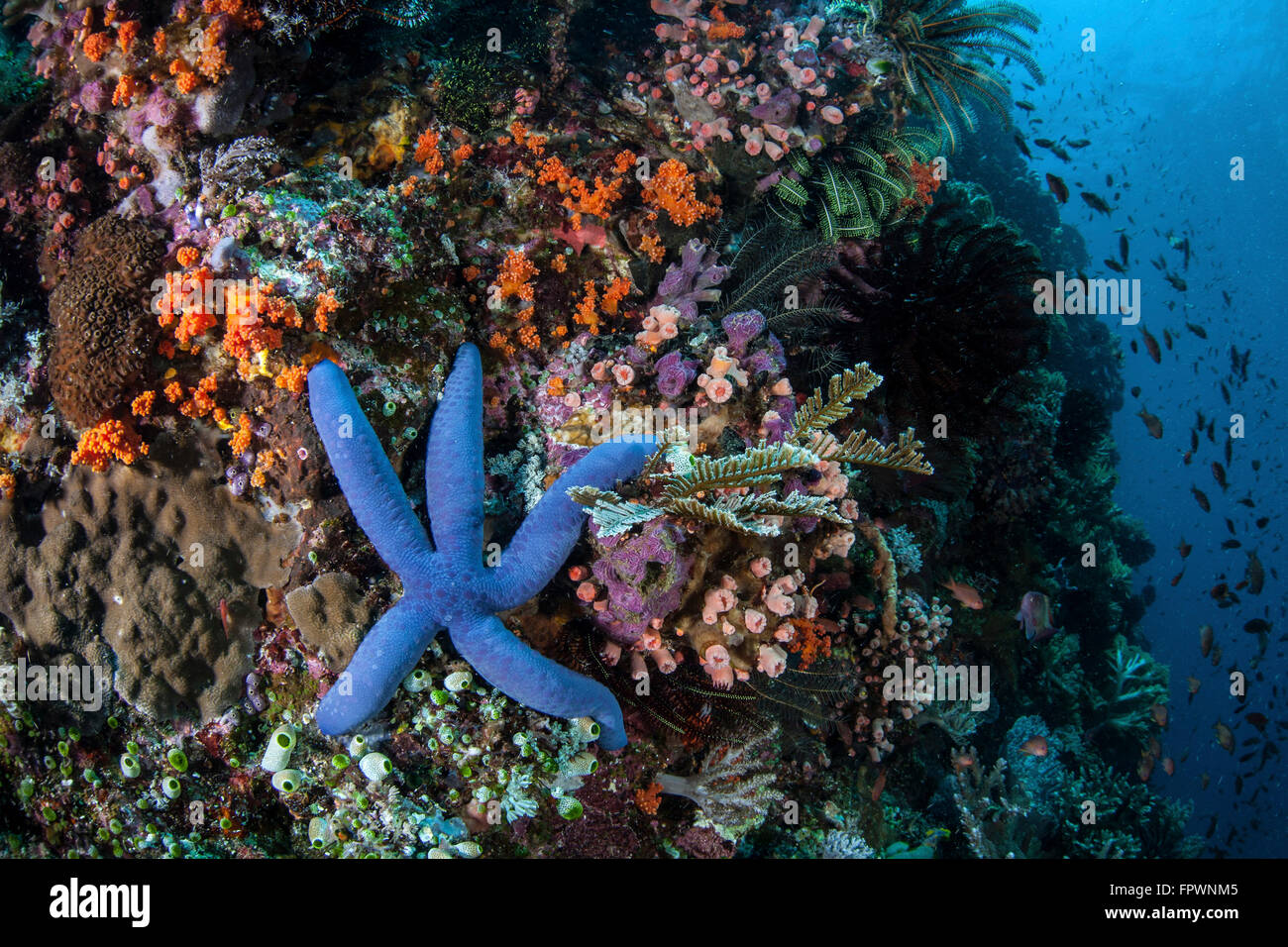 Une étoile de mer linckia laevigata (bleu) s'accroche à un récif dans le Parc National de Komodo, en Indonésie. Cette région tropicale en Indonésie est kn Banque D'Images