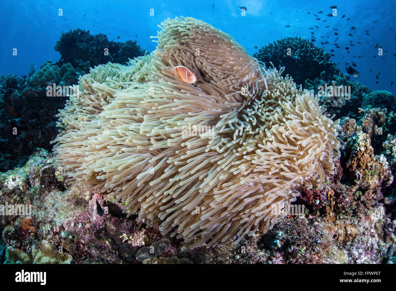 Rose un poisson clown (Amphiprion perideraion) nage parmi les tentacules de son anémone hôte près de l'île de Sulawesi, Indonésie Banque D'Images