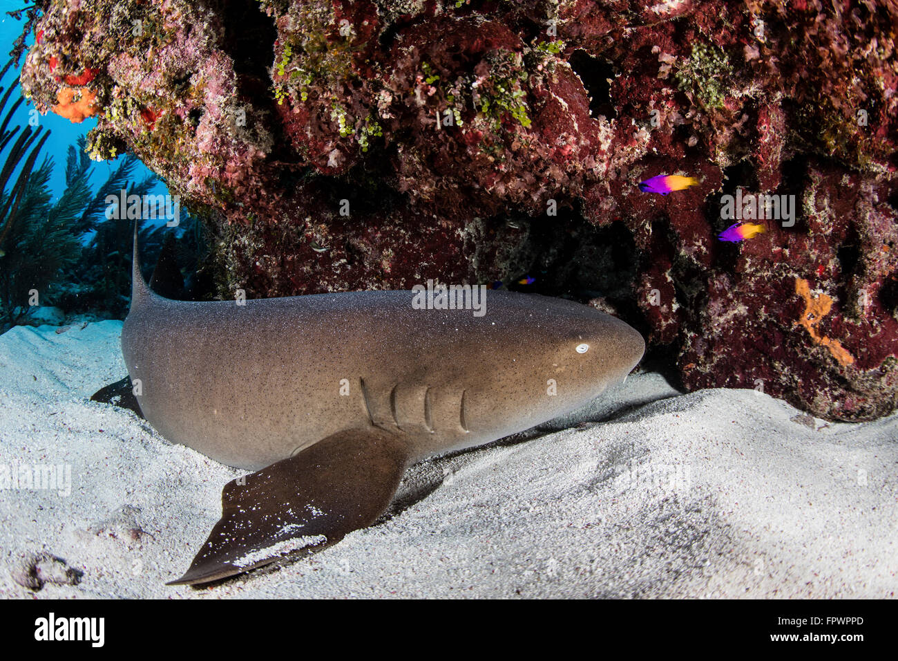 Un requin nourrice repose sur le fond marin de Turneffe Atoll, au large de la côte du Belize. Mais ces grands requins inoffensifs sur les homards d'alimentation Banque D'Images