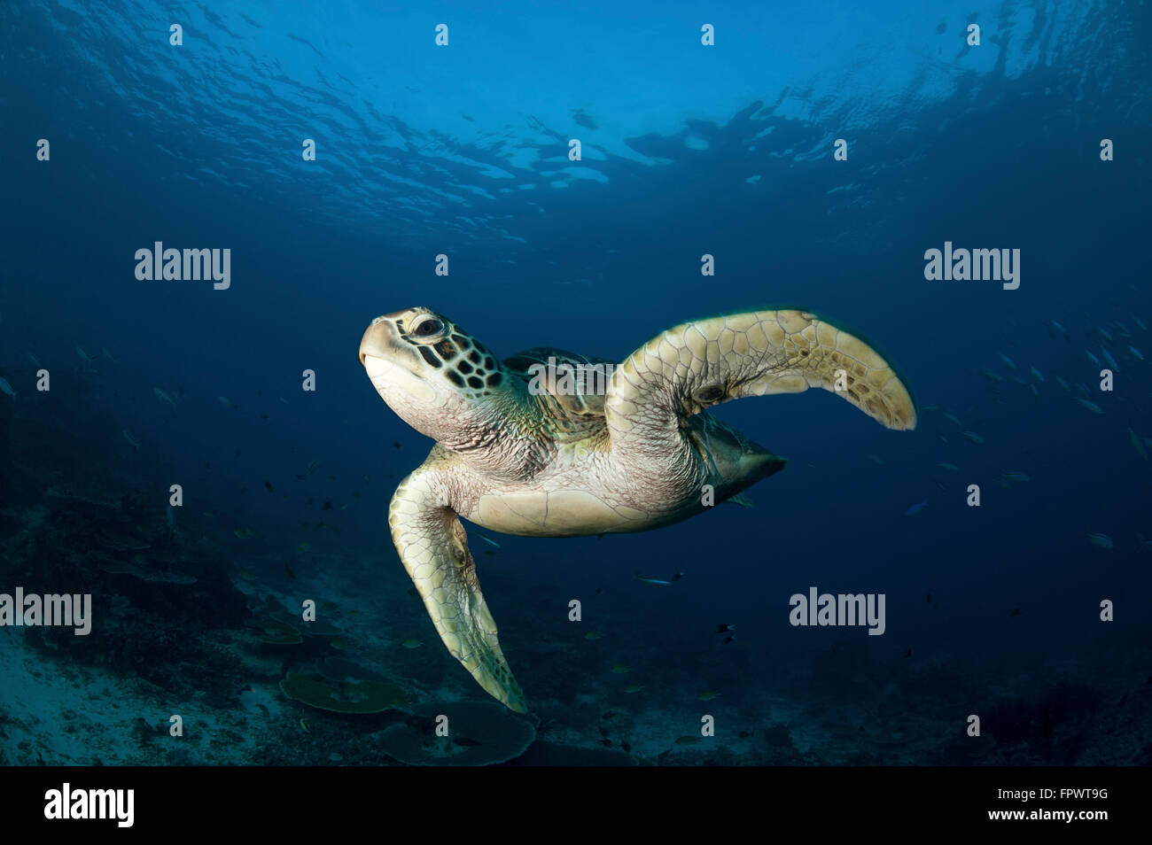 Une tortue verte (Chelonia mydas) baignade dans le Parc National de Komodo, en Indonésie. Banque D'Images