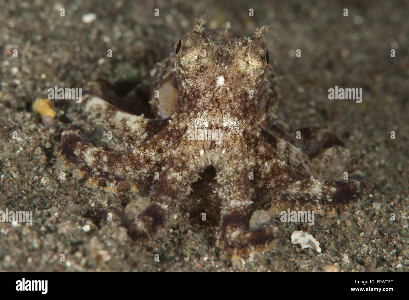 Un jeune jour poulpe (Octopus cyanea) sur le sable volcanique noir, le Parc National de Komodo, en Indonésie. Banque D'Images