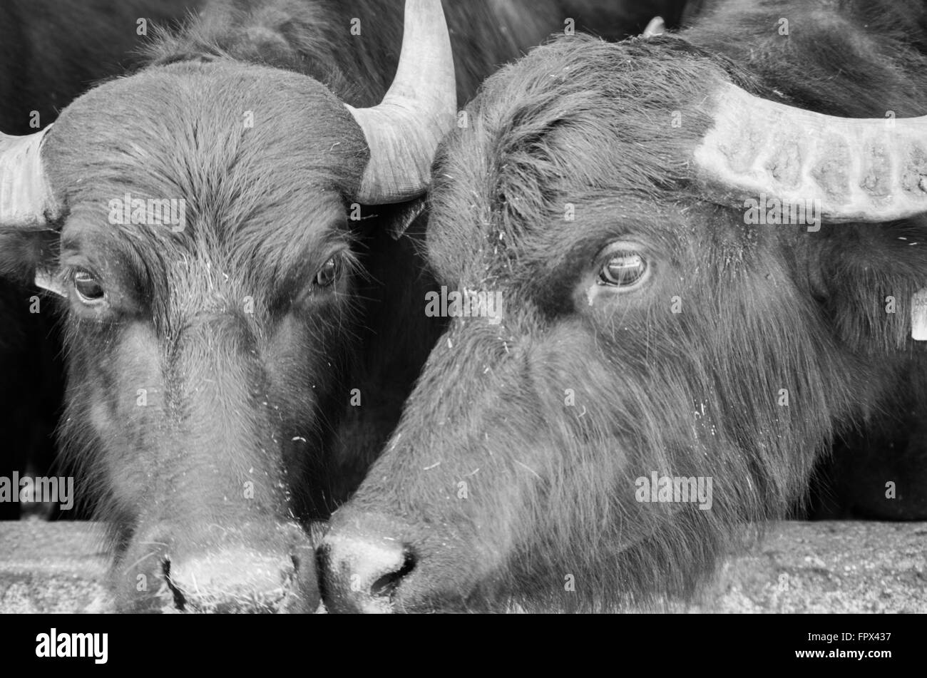 Deux boeufs dans une ferme pour la production de mozzarella Banque D'Images