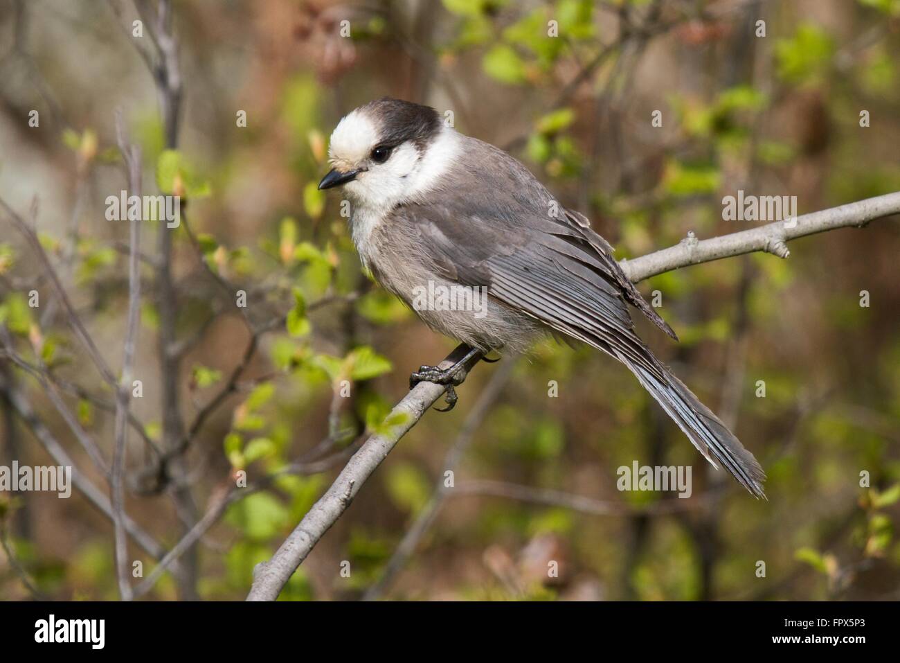 Geai gris, un oiseau de la forêt boréale de l'Amérique du Nord Banque D'Images