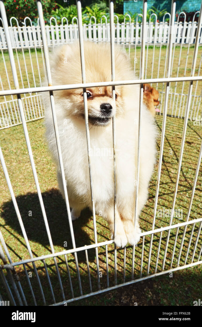 Blanc mignon chiot Pomeranian dans la cage Banque D'Images