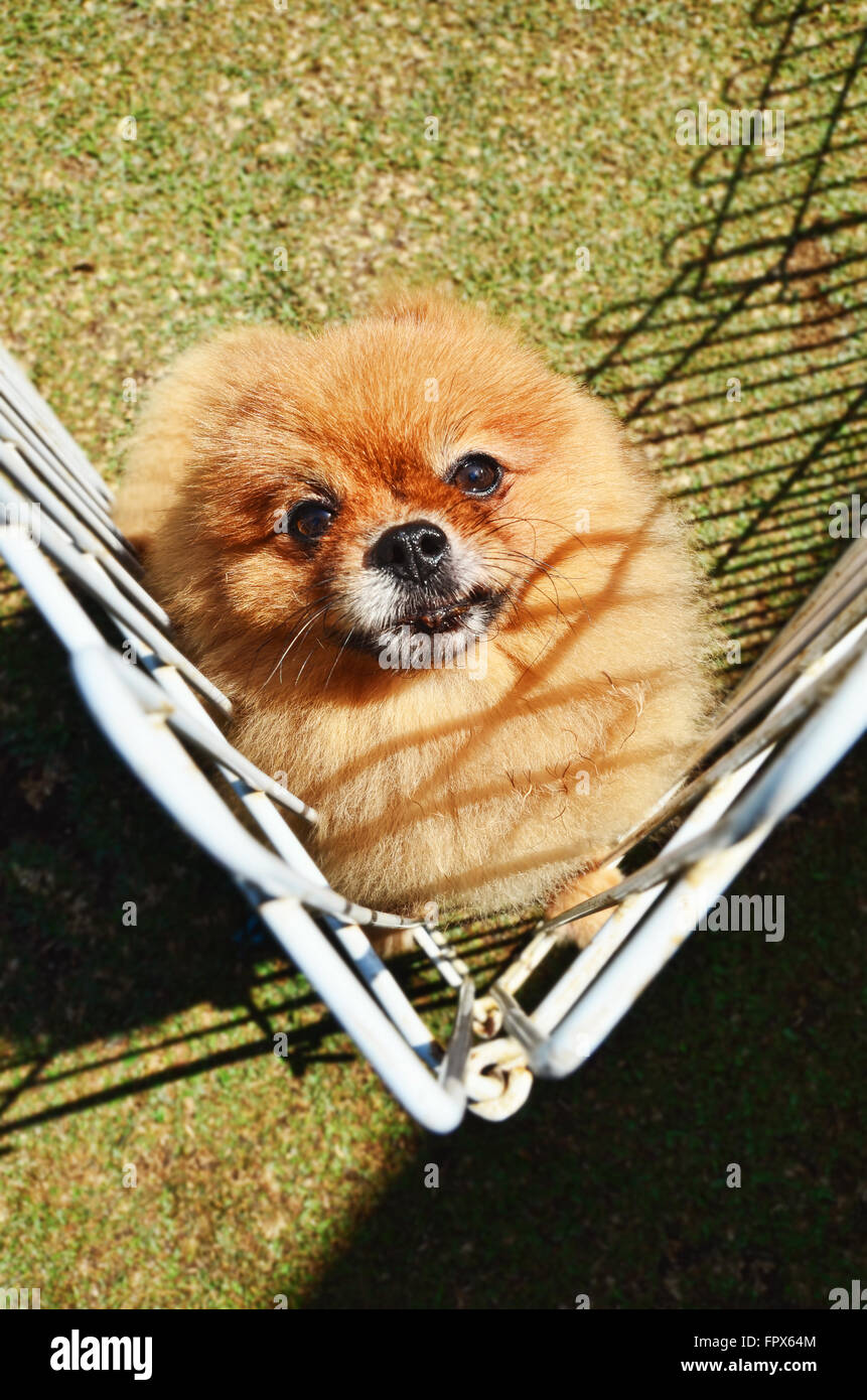 Brun mignon chiot Pomeranian dans la cage Banque D'Images