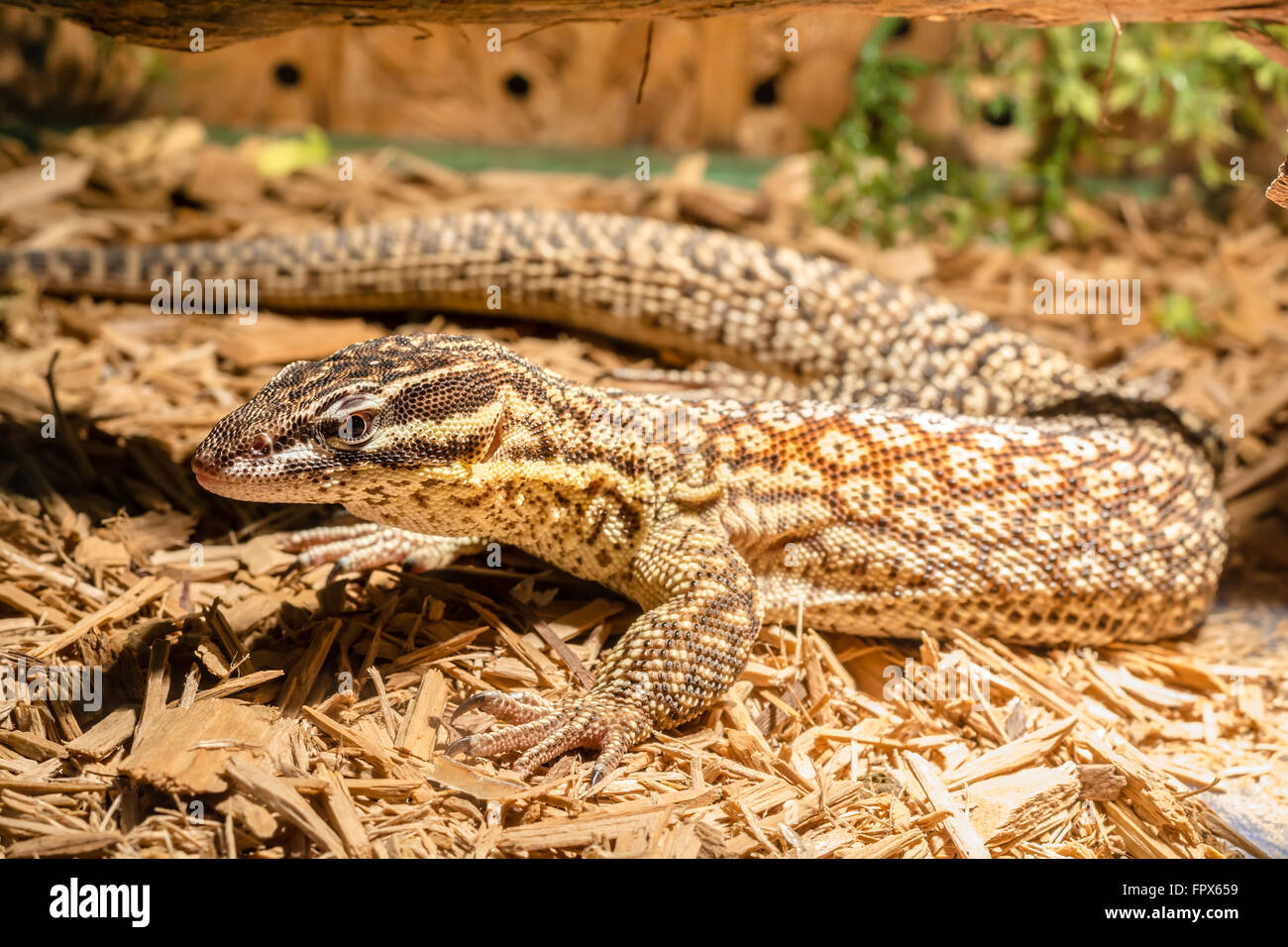Dans le terrarium lézard gecko léopard - Banque D'Images
