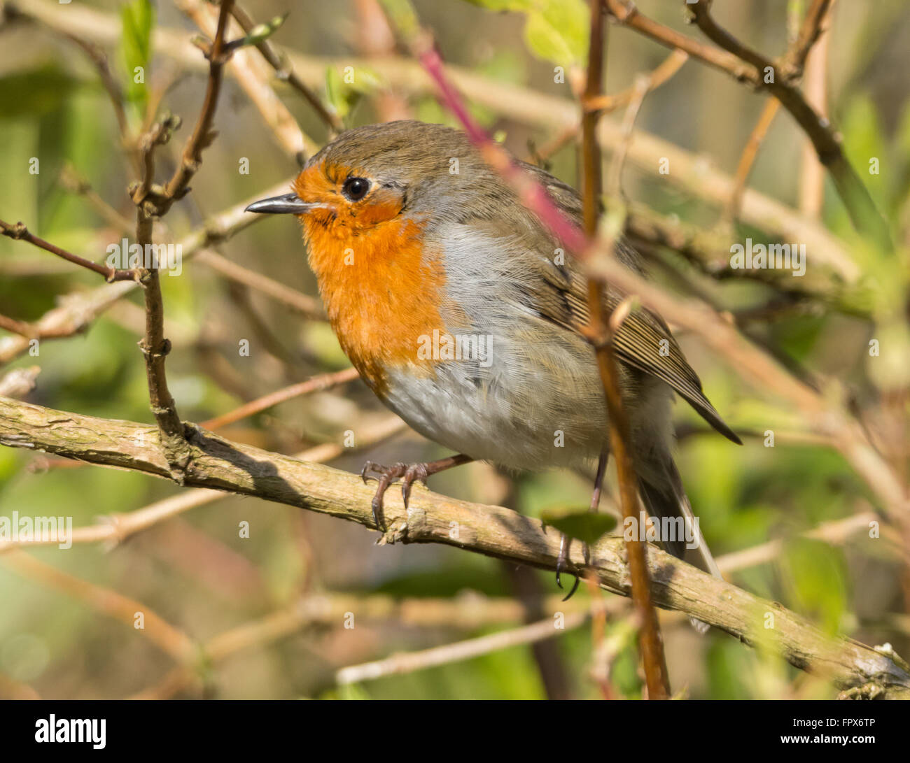 Robin à Mainsriddle garden, près de RSPB Mersehead, Dumfries et Galloway, UK Banque D'Images