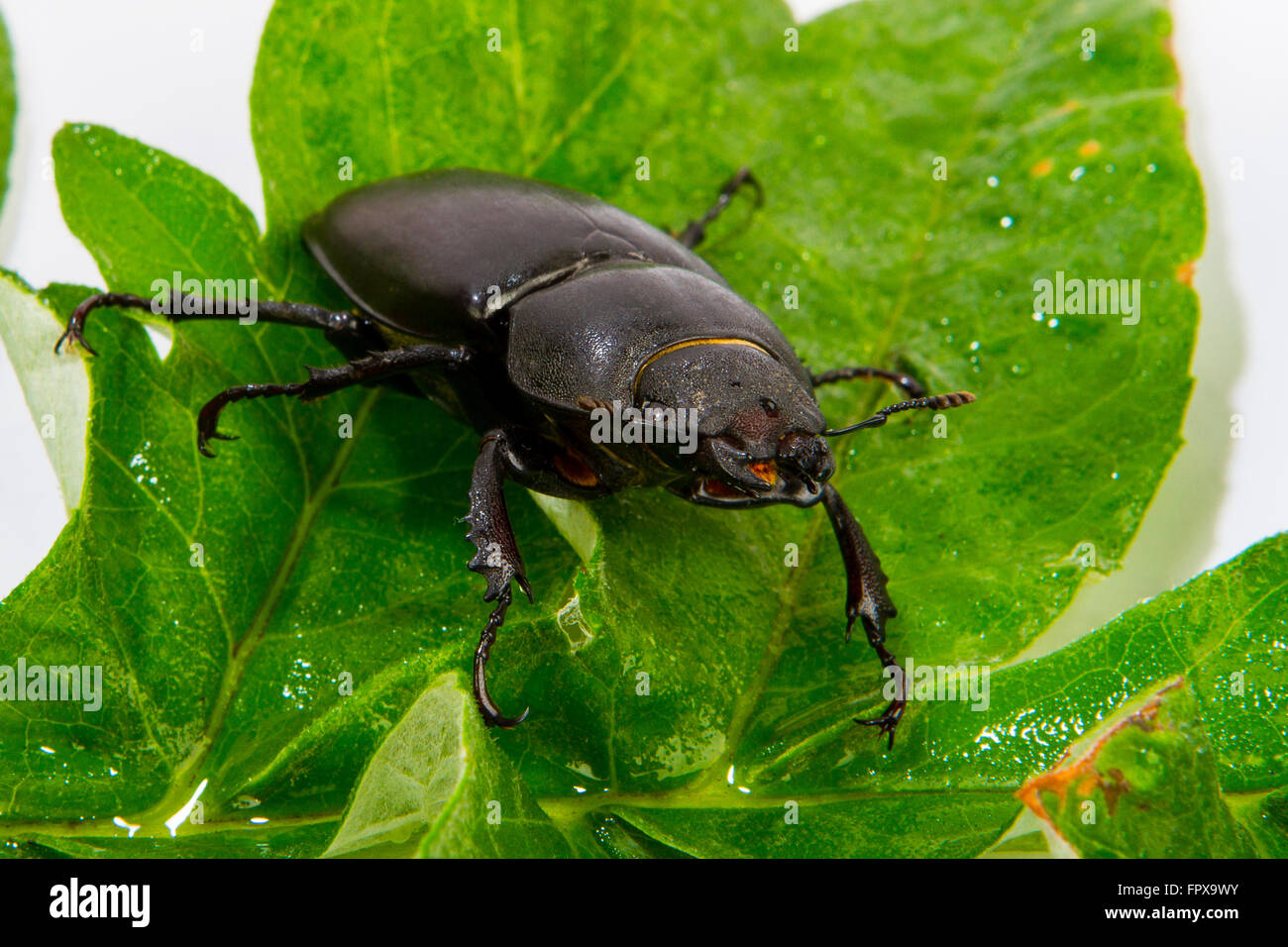 Gros plan du cerf commun beetle Lucanus cervus (femelle) assis sur des feuilles de chêne Banque D'Images