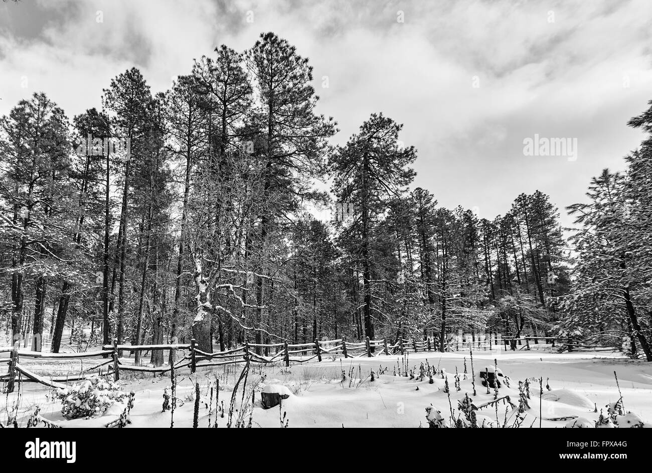 Winter snow mountain forest pine tree paysage forestier et du bois ancien corral fence en monochrome noir et blanc Banque D'Images
