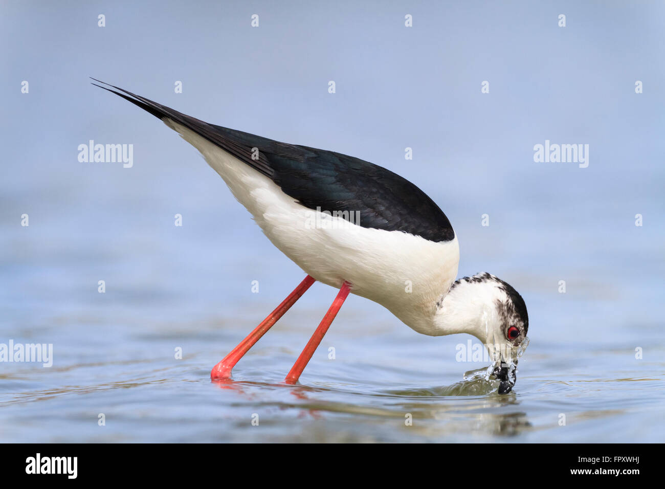 Black-winged Stilt (Himantopus himantopus) se nourrissent dans les eaux peu profondes. Ivars, Lac. Lleida province. La Catalogne. L'Espagne. Banque D'Images