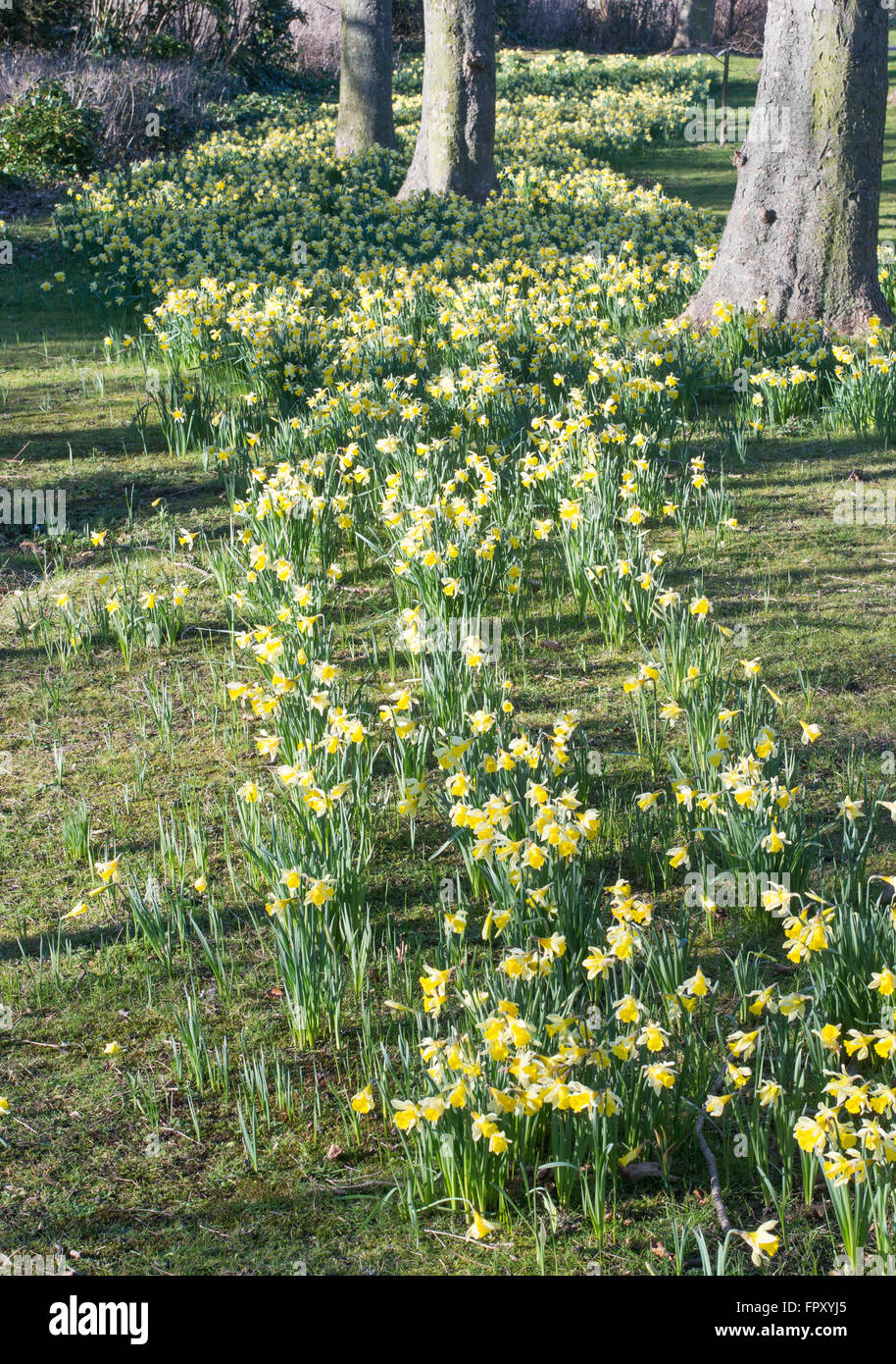 Les jonquilles fleurissent au Leazes Park Newcastle upon Tyne, Angleterre du Nord-Est, Royaume-Uni Banque D'Images