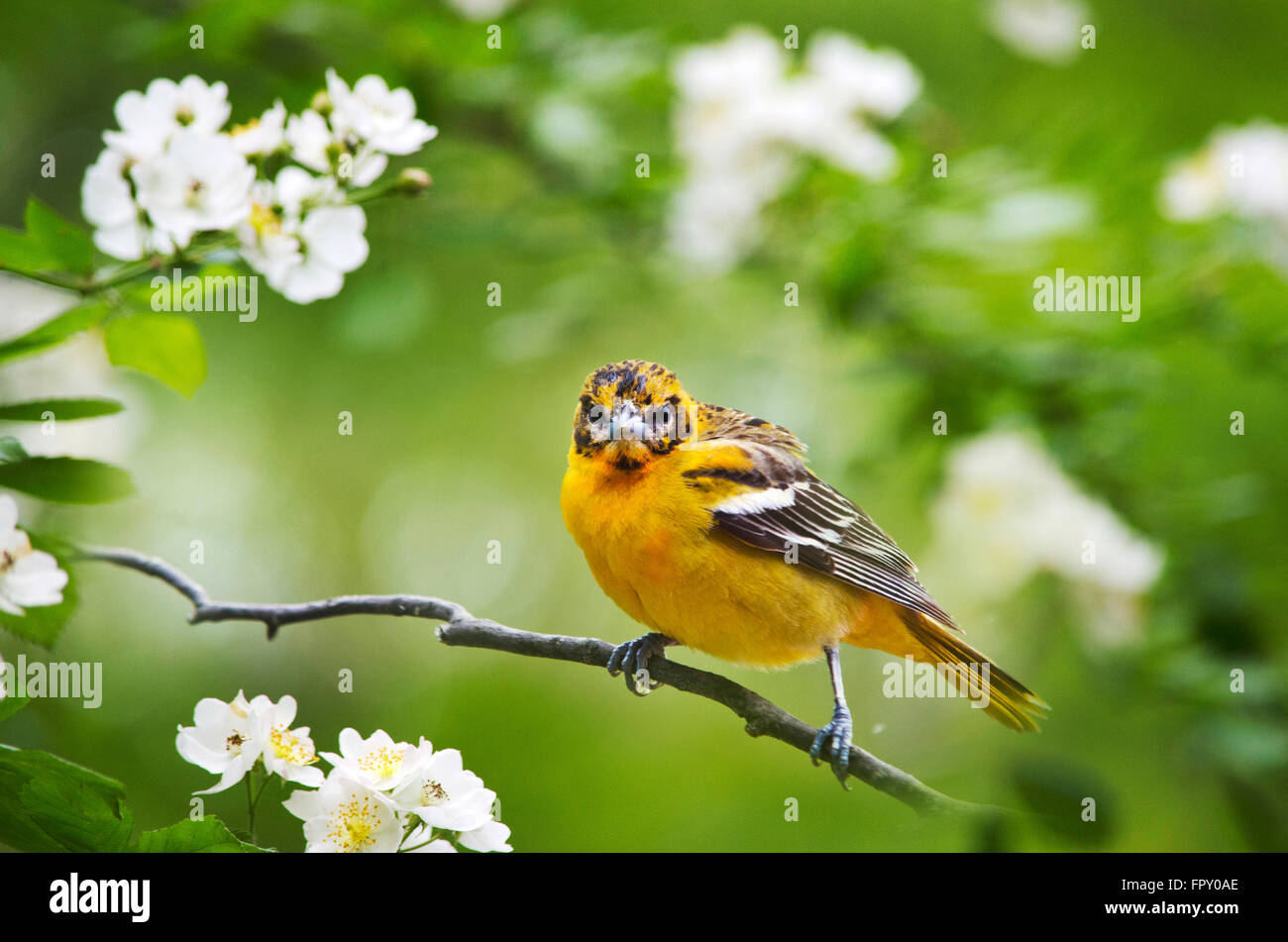 L'oriole de Baltimore perché sur la branche d'arbre. Banque D'Images