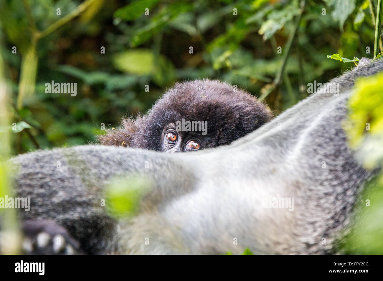 Silverback gorille de montagne dans le parc national des Virunga. Banque D'Images