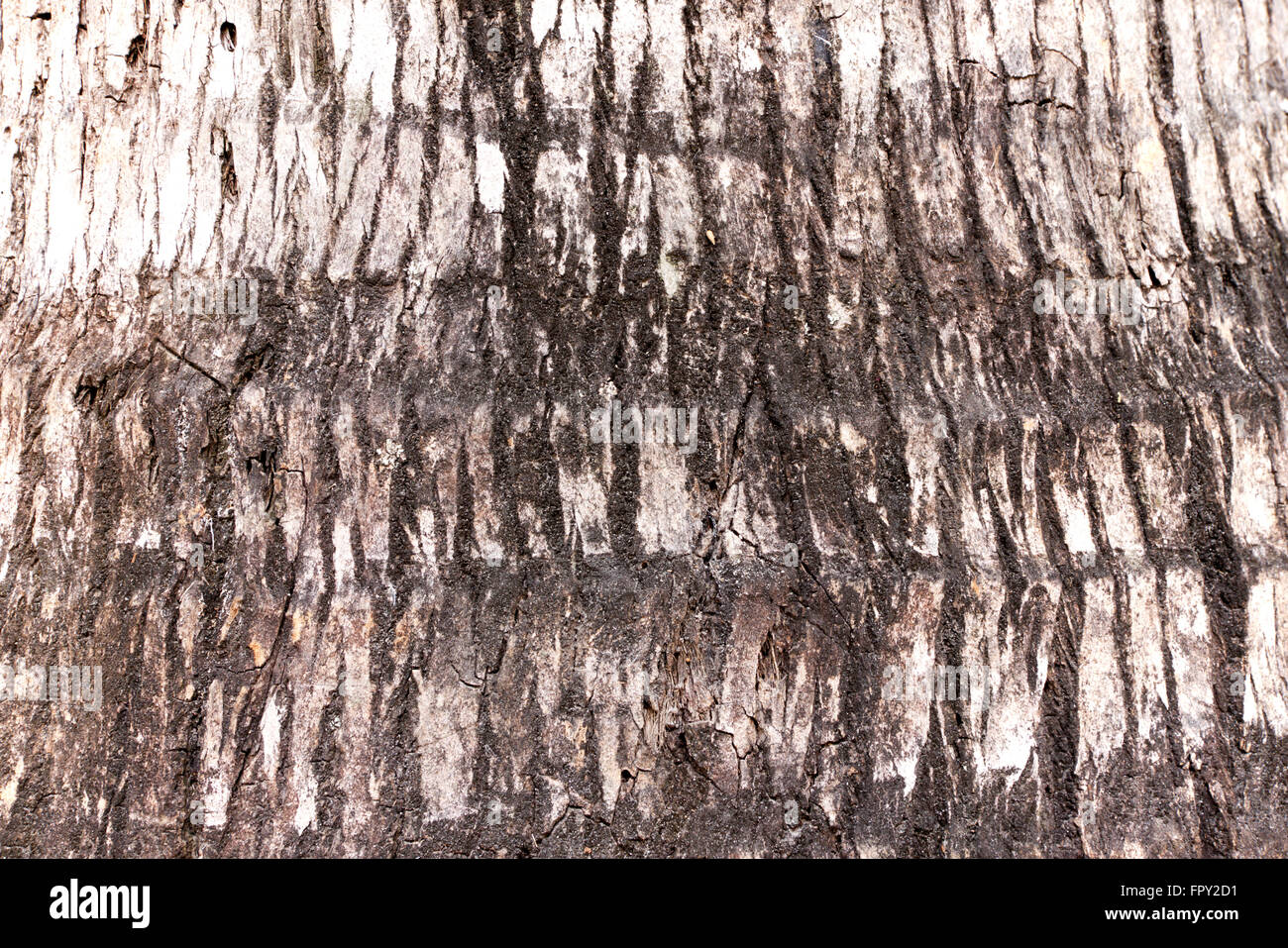 Détails de la texture de la surface d'un arbre de la noix de coco sous le soleil Banque D'Images