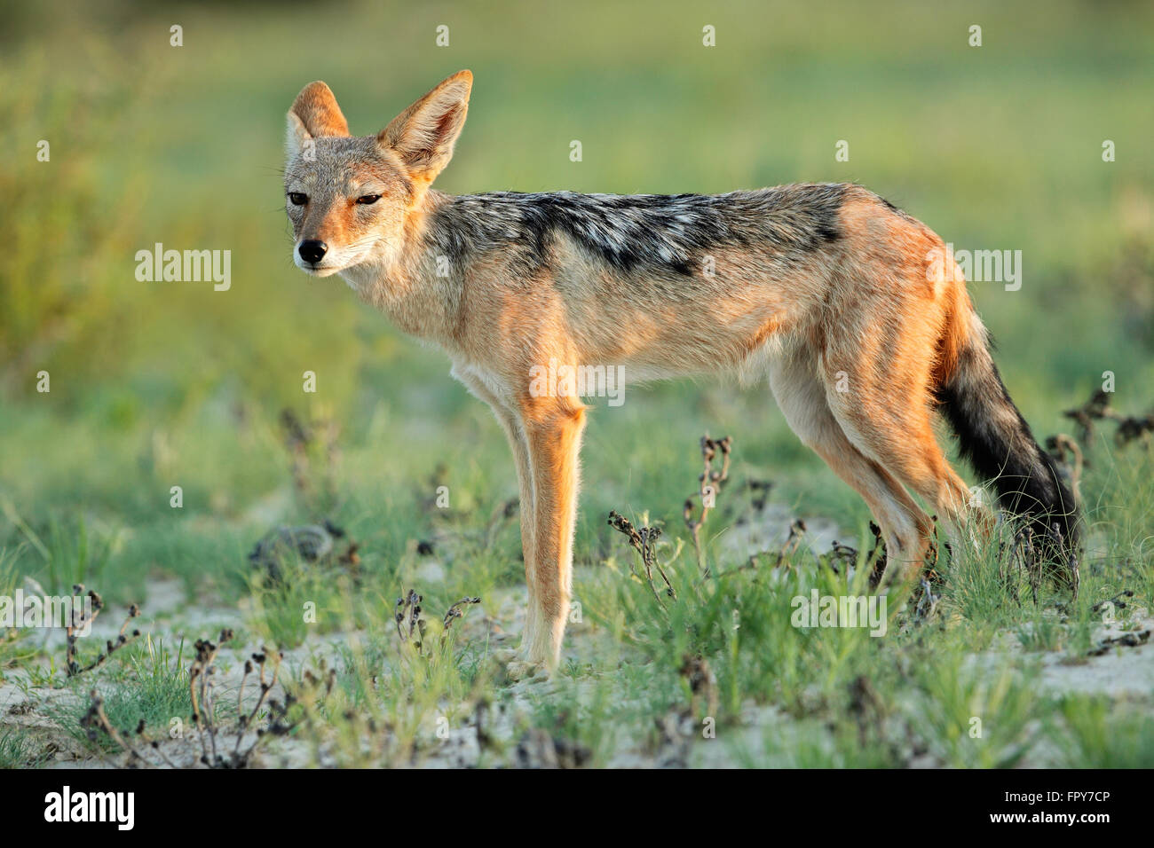 Un chacal à dos noir (Canis mesomelas) dans l'habitat naturel, Kalahari, Afrique du Sud Banque D'Images