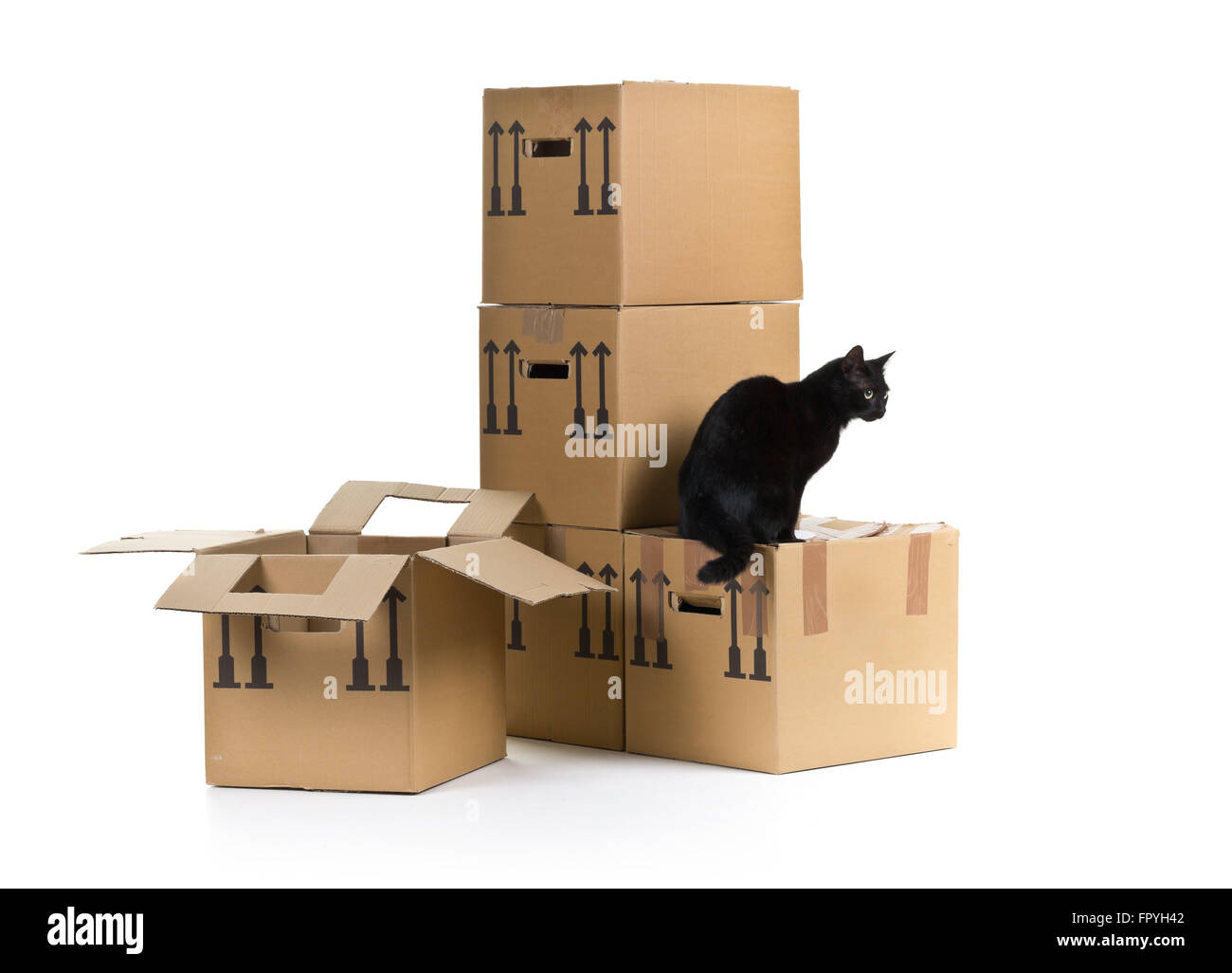 Chat noir avec déménagement cartons empilés sur fond blanc Banque D'Images