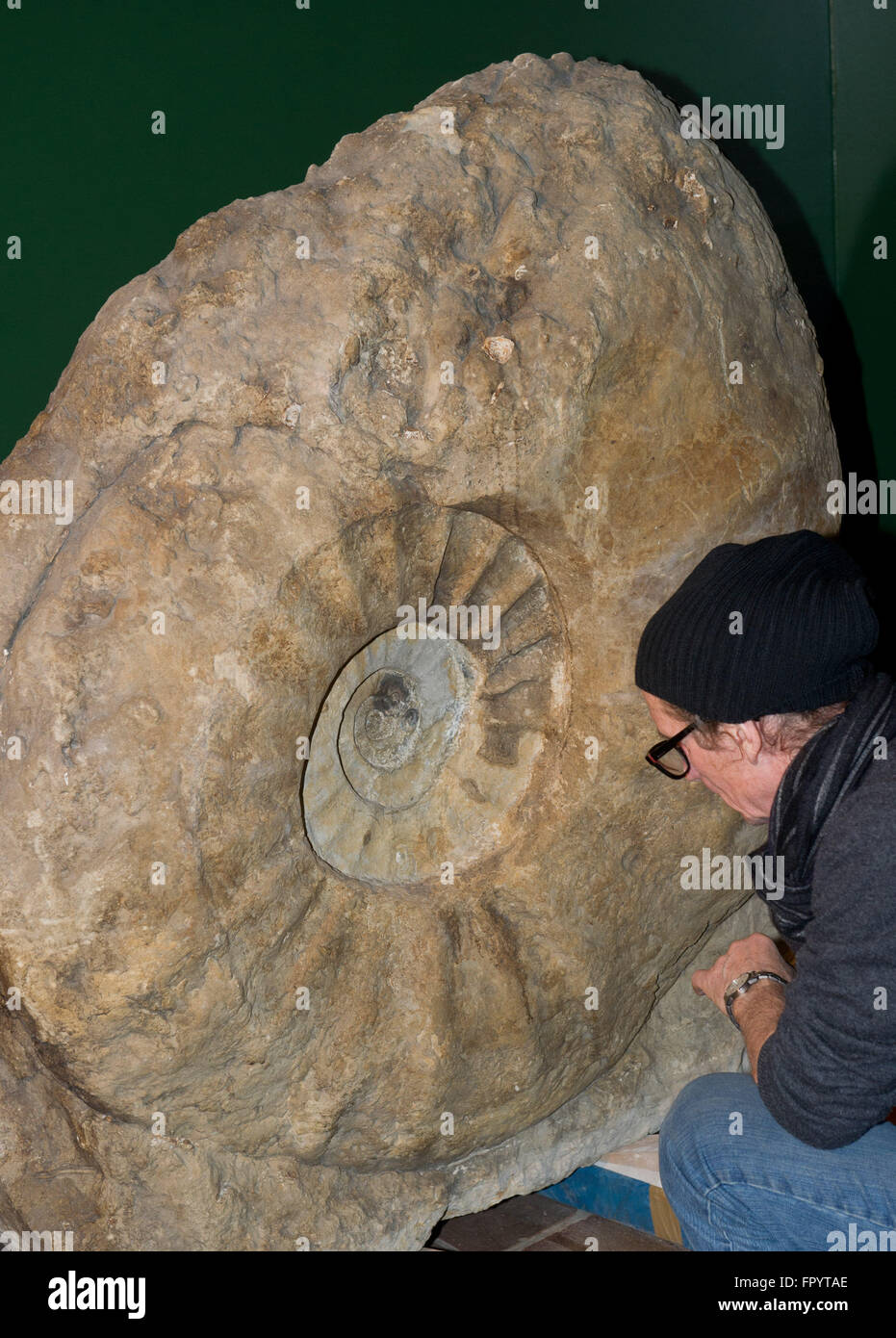 Stralsund, Allemagne. Mar 16, 2016. Un 80 millions d'années Ammonoidea peut être vu au Musée océanographique de Stralsund, Allemagne, 16 mars 2016. La nouvelle exposition intitulée 'Kraken & Konsorten" informe sur l'animal de la classe des céphalopodes. PHOTO : STEFAN SAUER/dpa/Alamy Live News Banque D'Images