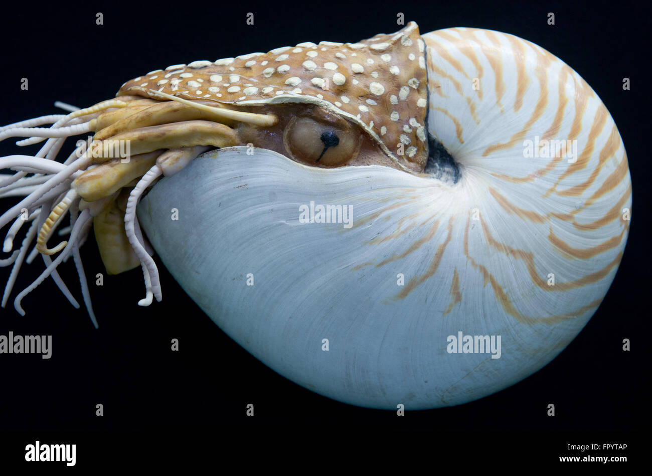 Stralsund, Allemagne. Mar 16, 2016. Une réplique d'un original Nautilus au Musée océanographique de Stralsund, Allemagne, 16 mars 2016. La nouvelle exposition intitulée 'Kraken & Konsorten" informe sur l'animal de la classe des céphalopodes. PHOTO : STEFAN SAUER/dpa/Alamy Live News Banque D'Images