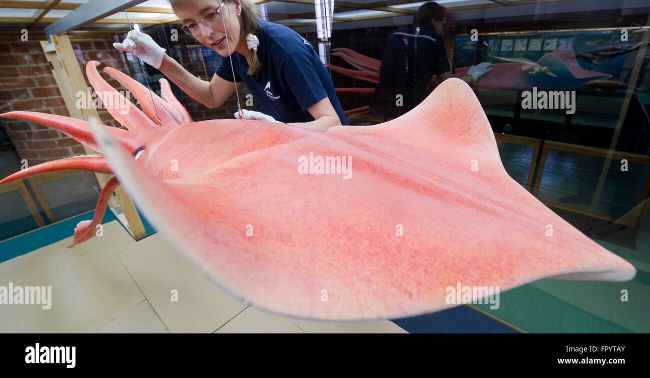 Stralsund, Allemagne. Mar 16, 2016. Biologiste marin Dorit Liebers-Helbig présentant un modèle d'un calamar de Humboldt (Dosidicus gigas) au Musée océanographique de Stralsund, Allemagne, 16 mars 2016. La nouvelle exposition intitulée 'Kraken & Konsorten" informe sur l'animal de la classe des céphalopodes. PHOTO : STEFAN SAUER/dpa/Alamy Live News Banque D'Images