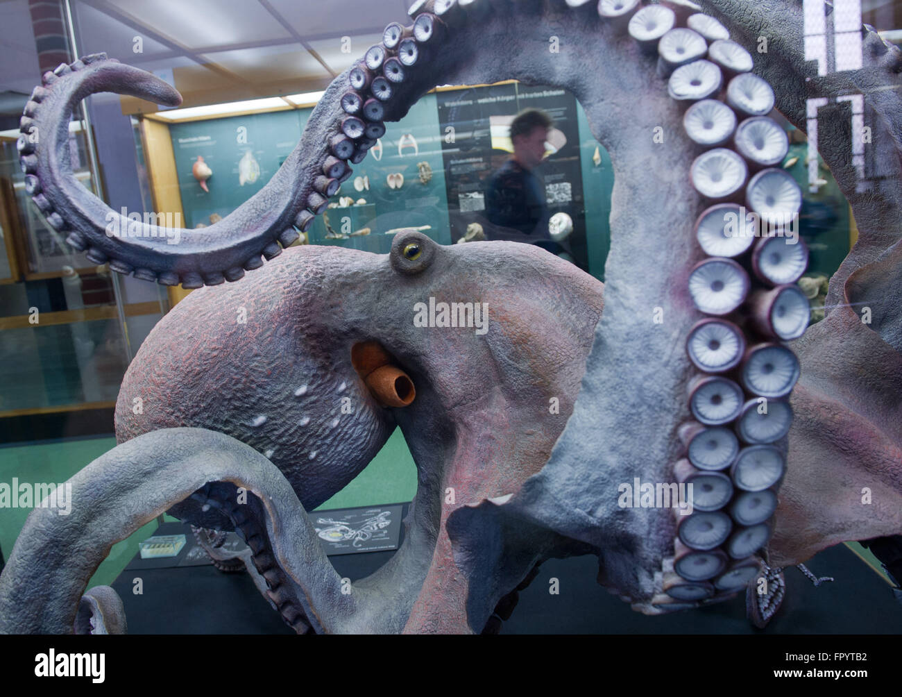 Stralsund, Allemagne. Mar 16, 2016. Une réplique d'un original Kraken au Musée océanographique de Stralsund, Allemagne, 16 mars 2016. La nouvelle exposition intitulée 'Kraken & Konsorten" informe sur l'animal de la classe des céphalopodes. PHOTO : STEFAN SAUER/dpa/Alamy Live News Banque D'Images