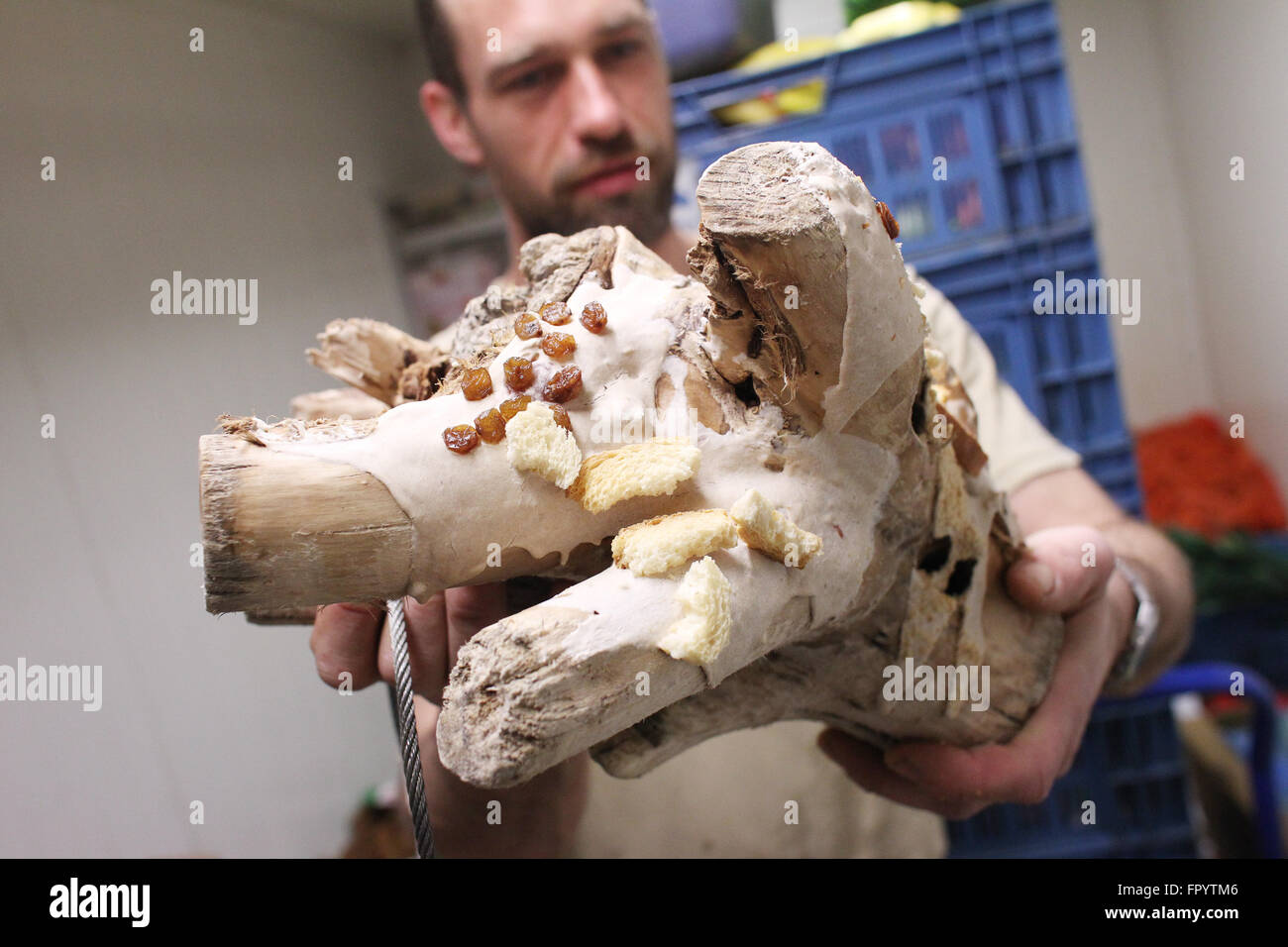 Leiozig, Allemagne. 05Th Mar, 2016. Un animal keeper montre un morceau de bois qui a été préparé avec des aliments à l'ape à Pongoland boîtier dans Leiozig le zoo de Leipzig, Allemagne, 08 mars 2016. Le centre de recherche de la Société Max Planck au zoo de Leipzig fête ses 15 ans. Elle a été fondée le 1 avril 2001. Photo : Sebastian Willnow/dpa/Alamy Live News Banque D'Images