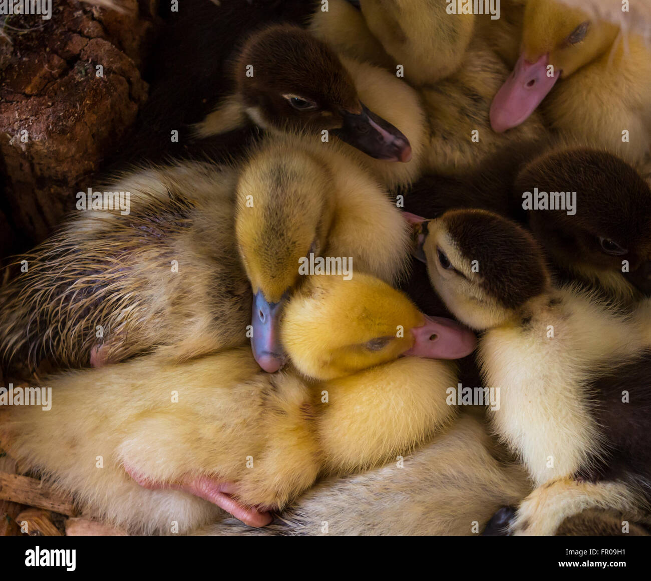 Bebe Canard Jaune Banque D Image Et Photos Alamy Bebe Canard Jaune Banque D Image Et Photos Alamy