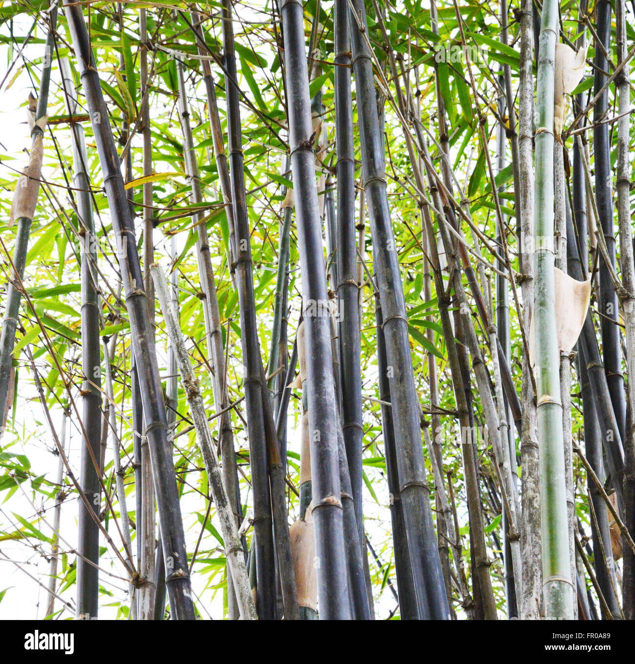 Bambou, plantes, Tropical North Queensland, Cairns Banque D'Images