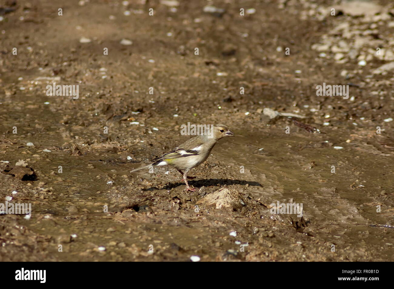 Wood Lark standing in puddle et chercher la nourriture, Murgash mountain, en Bulgarie. Banque D'Images Wood Lark standing in puddle et chercher la nourriture, Murgash mountain, en Bulgarie. Banque D'Images