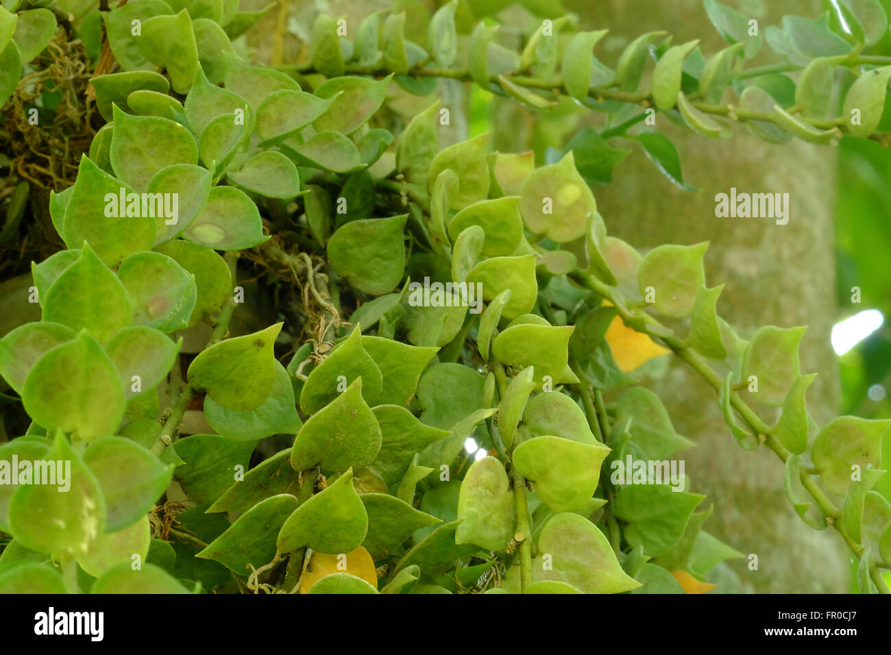 Plante grimpante feuillages coeur saison d'belle texture de la faune Banque D'Images