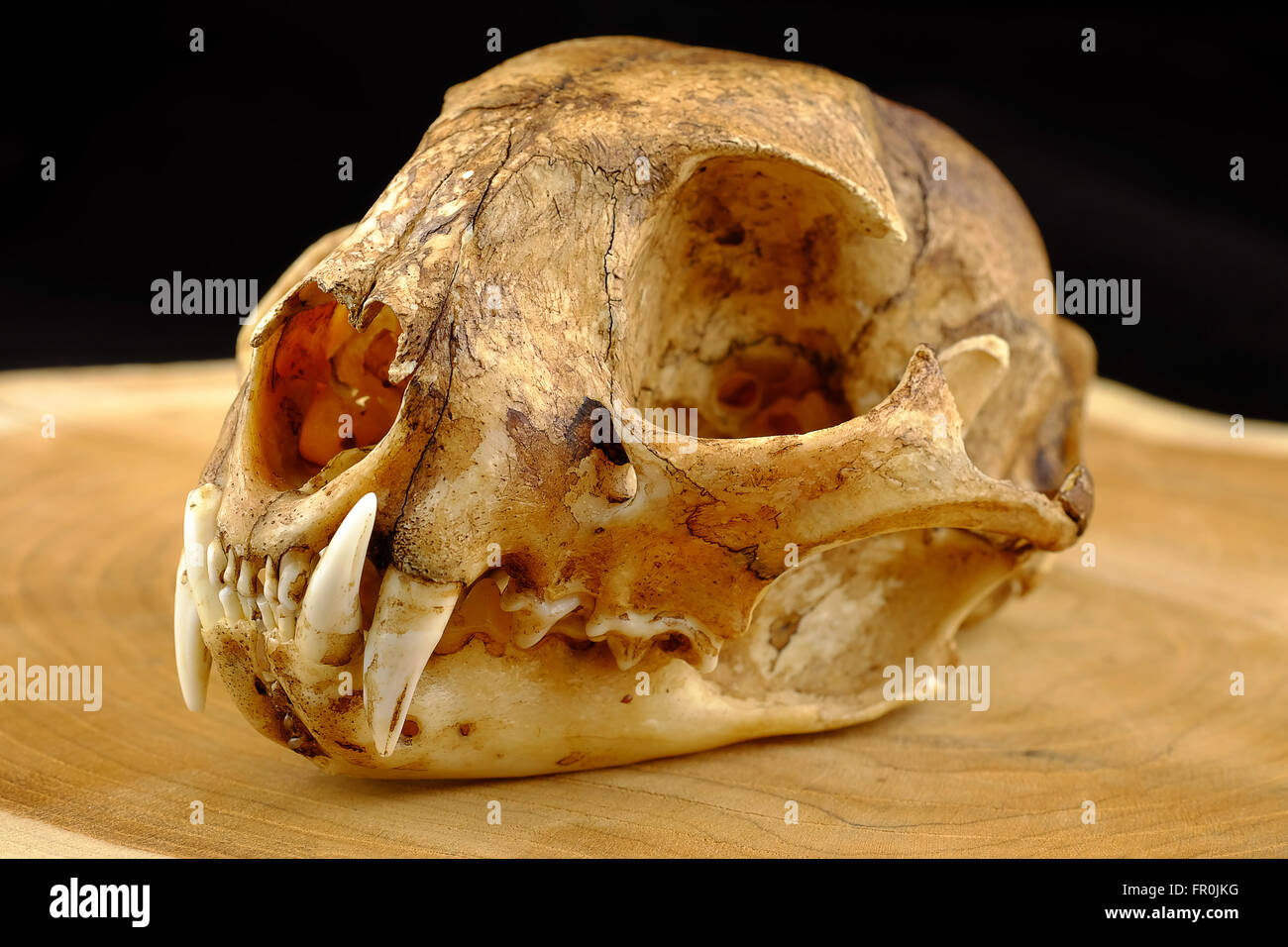 Chat goldden asiatique ou le chat de Temminck et crâne sur bois canine Banque D'Images