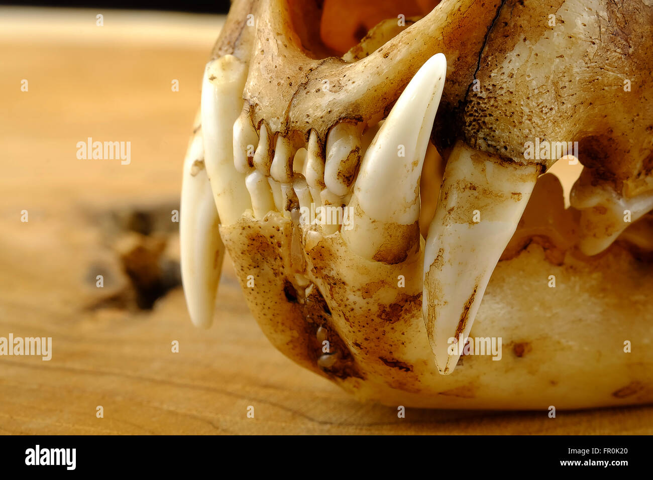 Chat goldden asiatique ou le chat de Temminck et crâne sur bois canine Banque D'Images