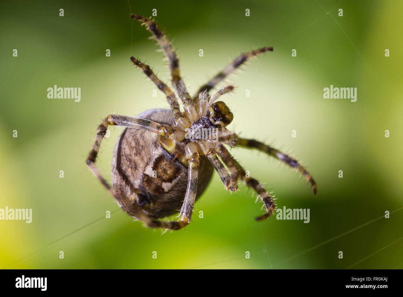 Jardin ARAIGNÉE HANGING ON WEB Banque D'Images