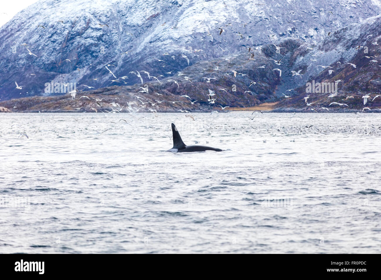 Orca épaulard et mouettes poissons chasse dans l'Arctique Banque D'Images