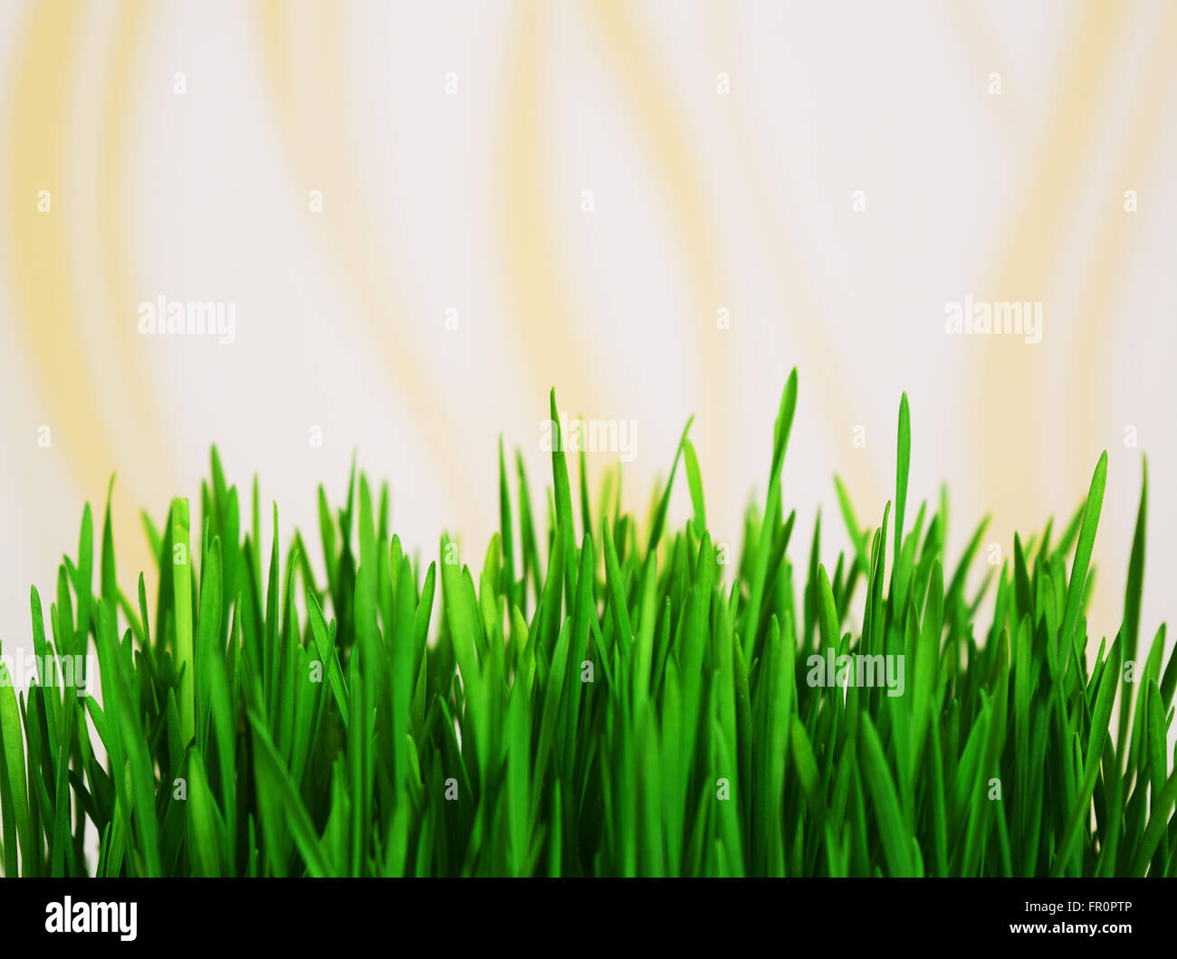 belle herbe Banque D'Images