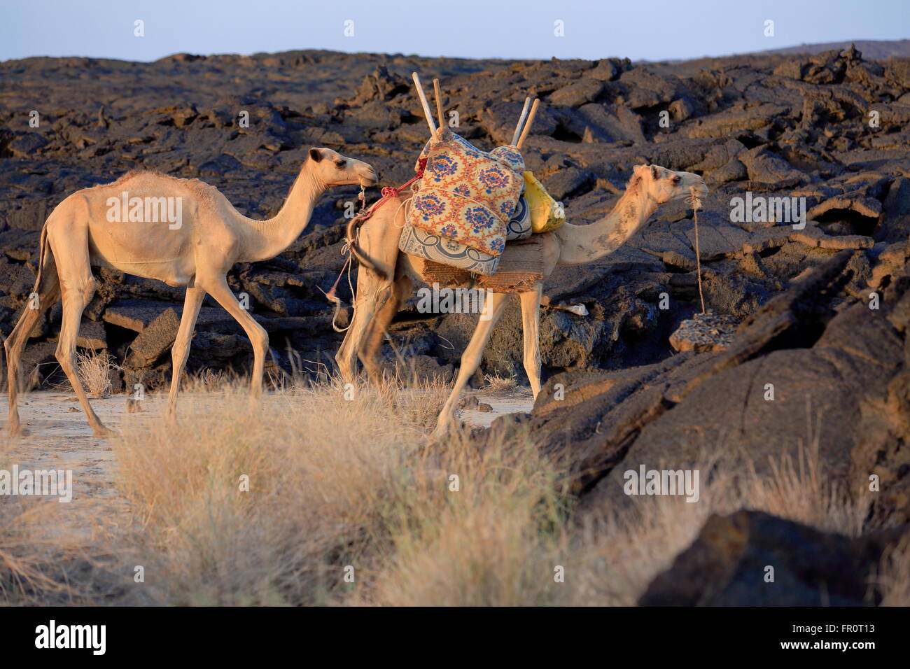 Le dromadaire chameaux chargés avec tout le nécessaire pour la visite de l'Erta Ale expéditions volcano-région Afar-Danakil-Ethiopia Banque D'Images