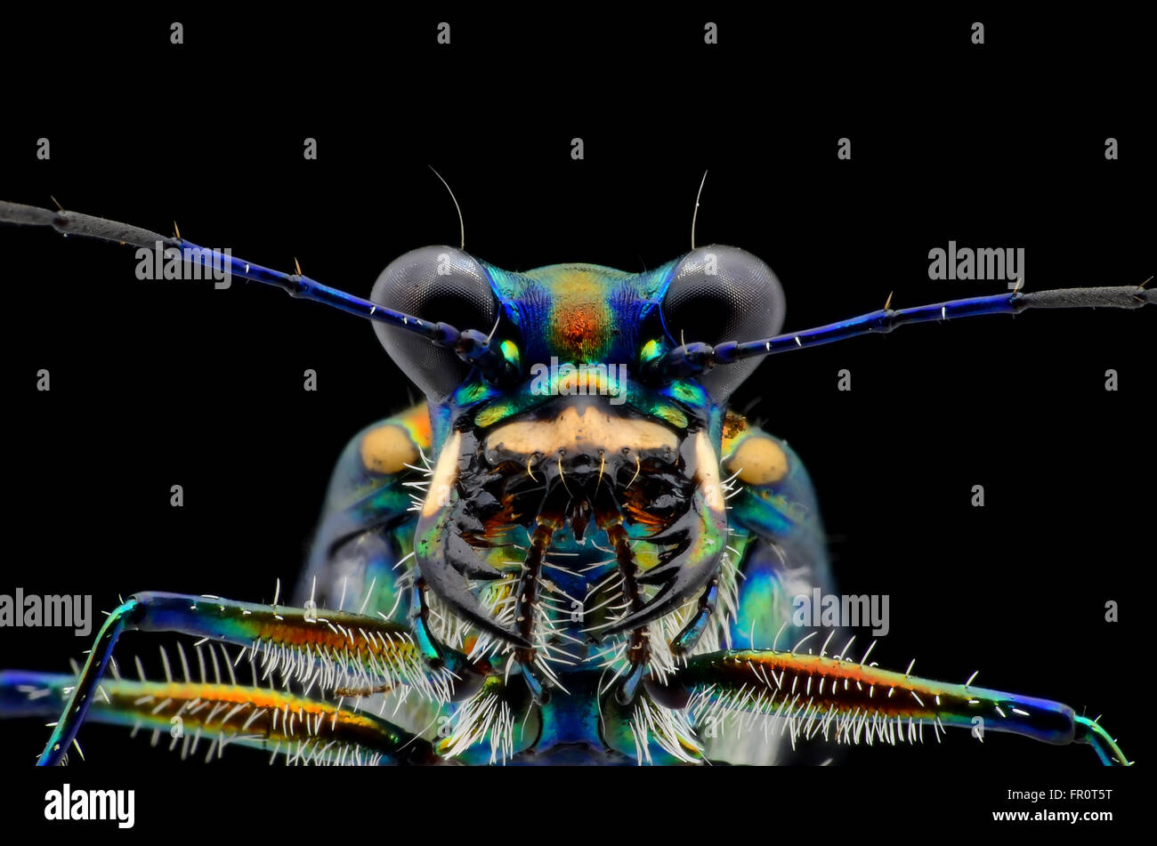 Tiger beetle face isolé sur fond noir Banque D'Images